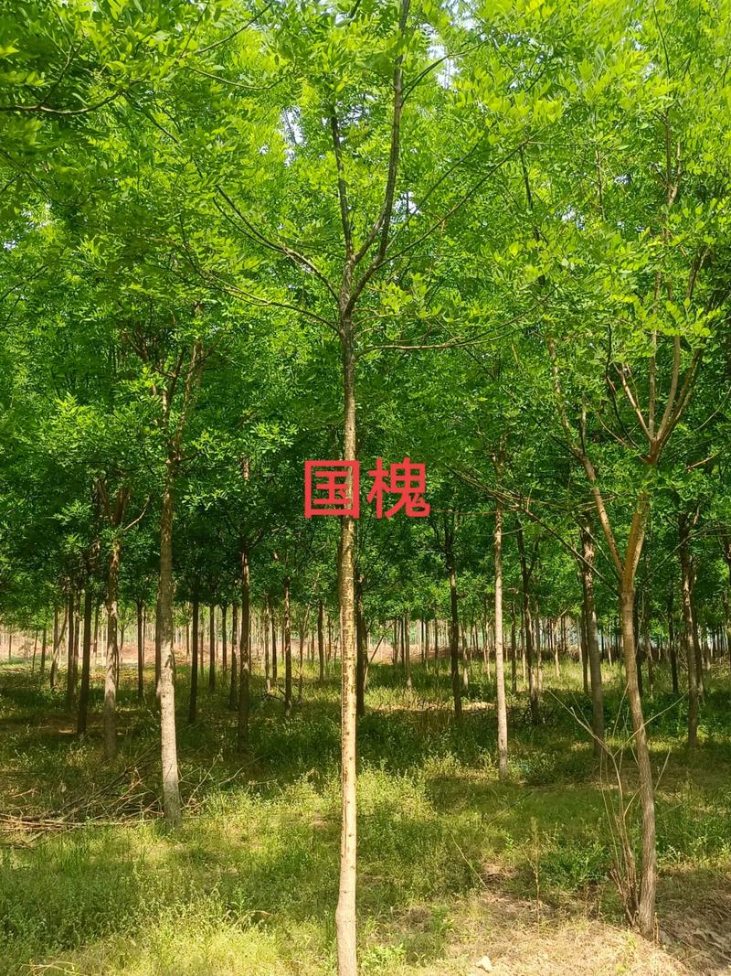 国槐价格
