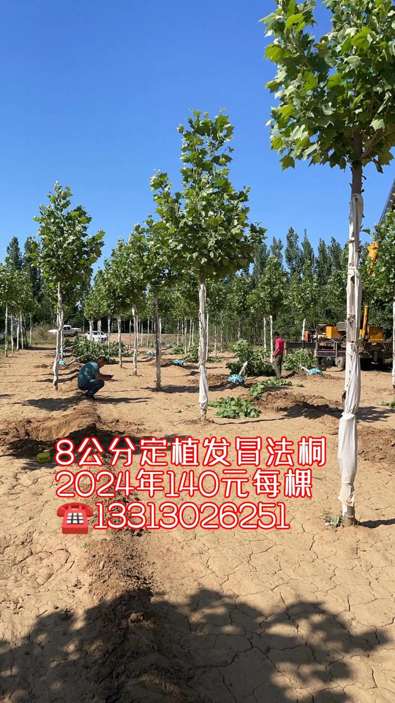 苗木报价