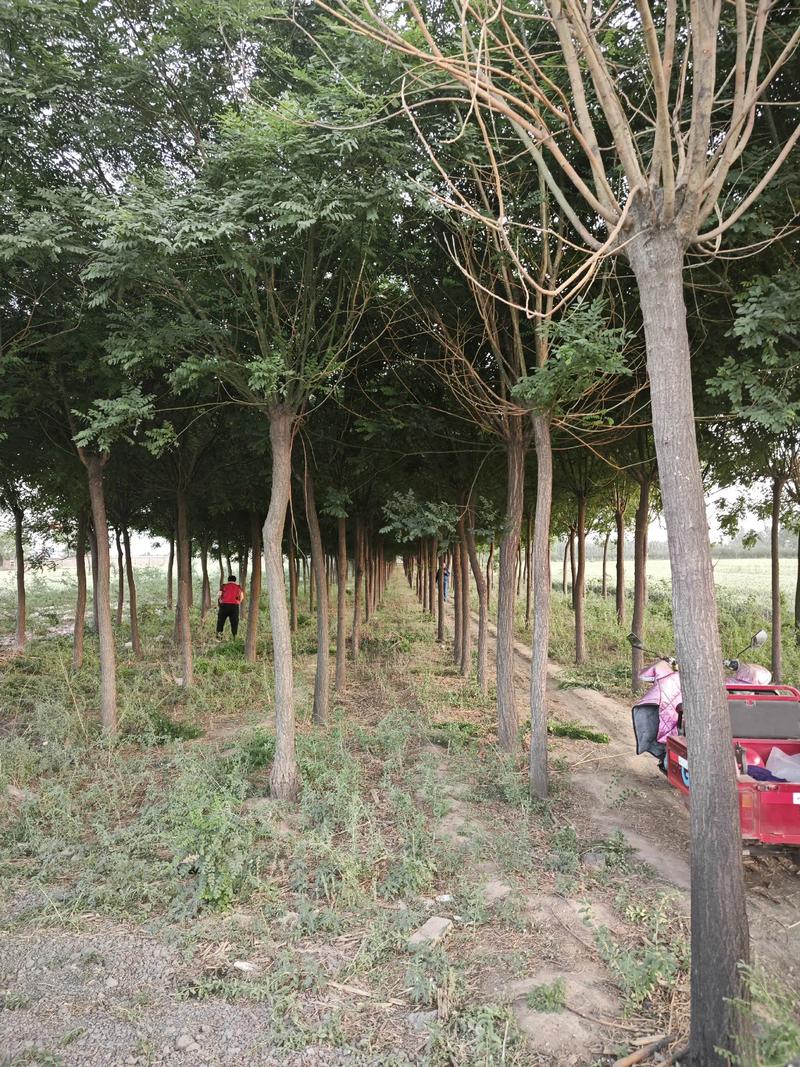 怎样选择到满意的山东苗木基地？