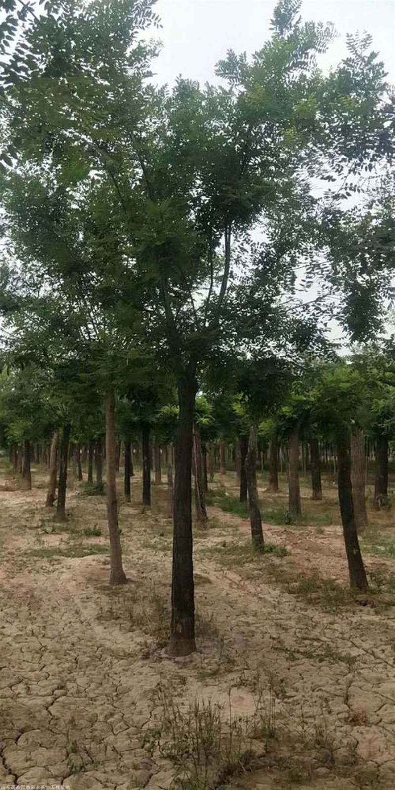 苗木种植基地选购指南：打造绿色风景线