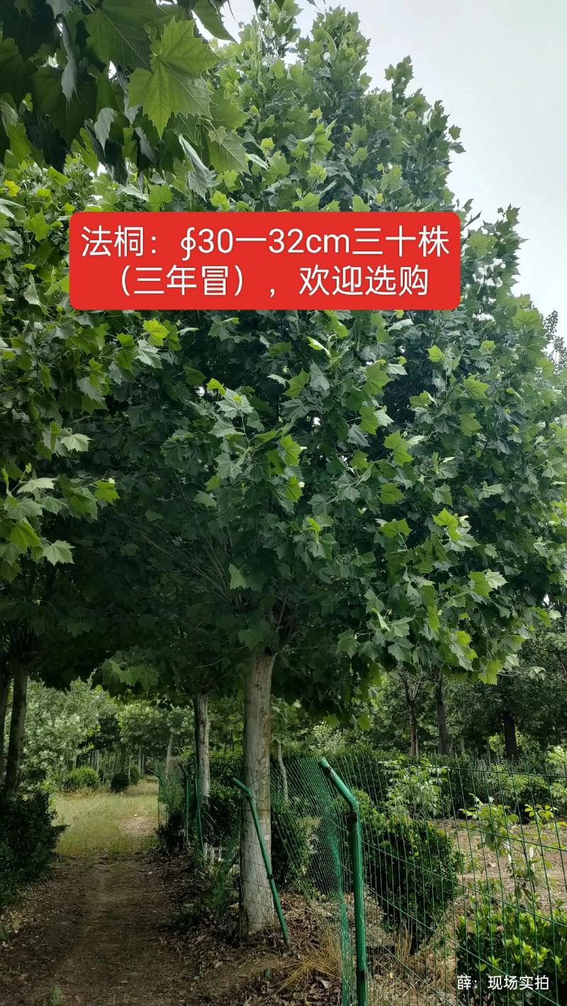 走进惠民县苗木产业：绿意盎然的生机与希望
