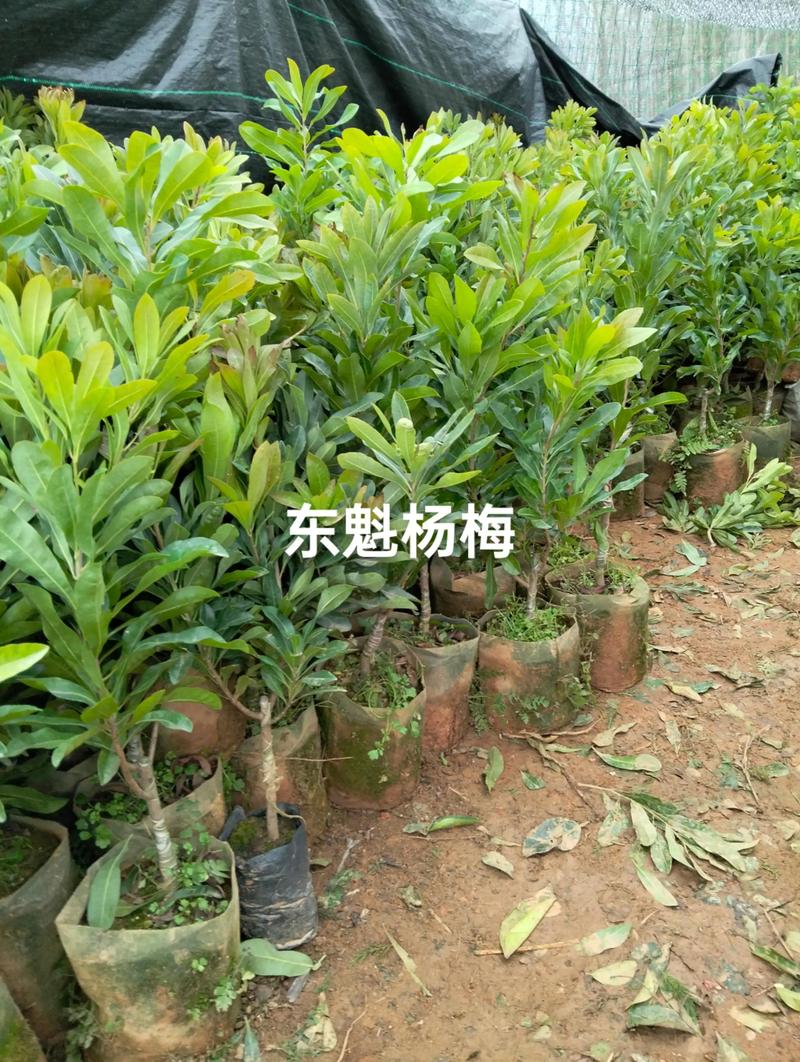 国槐价格变动与市场动态