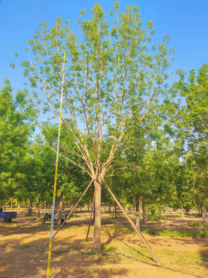 白蜡价格