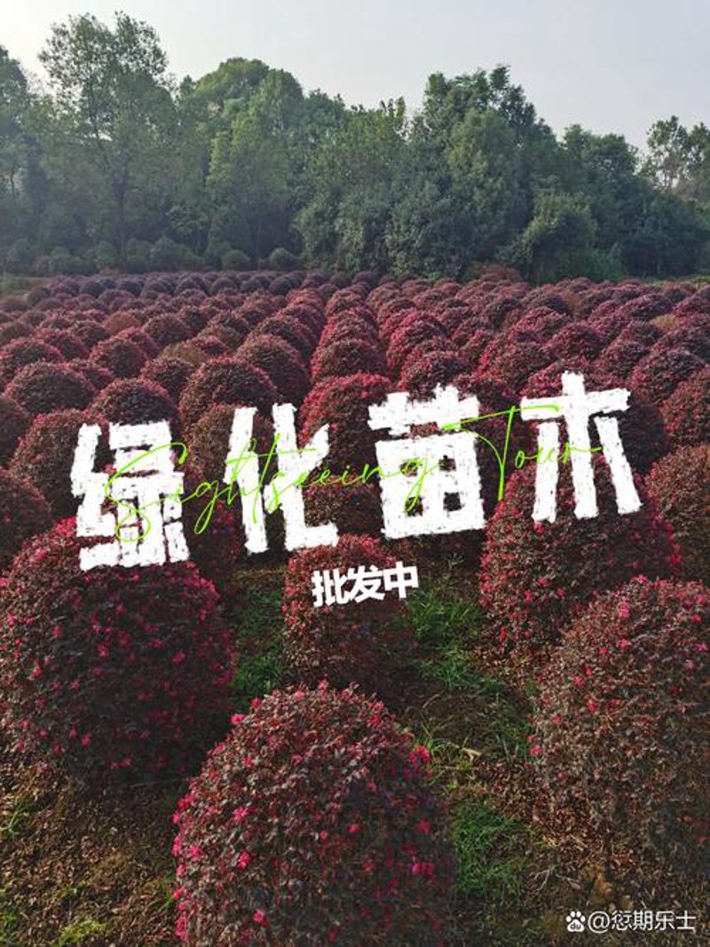 苗木种植基地，绿茵之梦的新起点