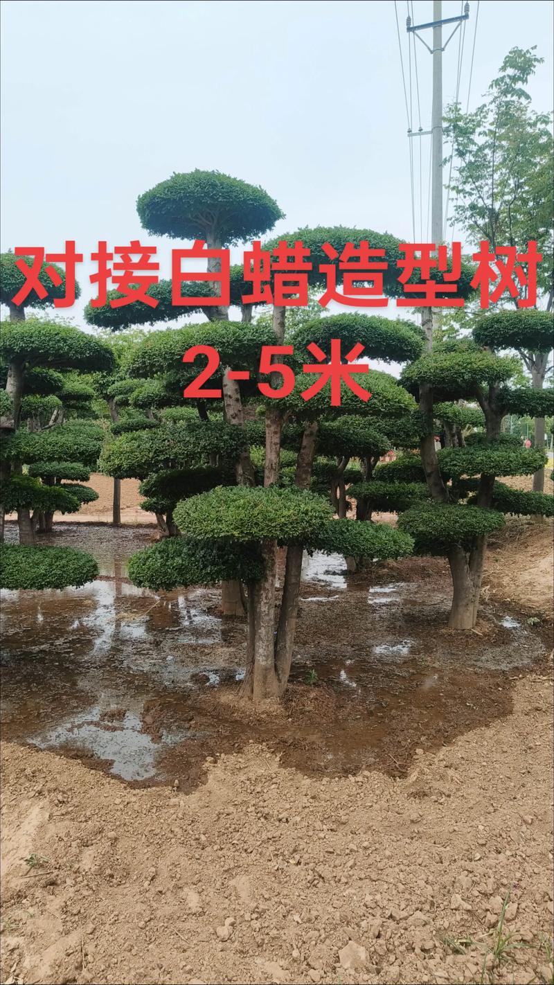 园林绿化苗木
